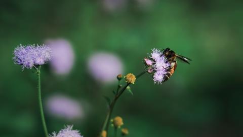 Bee on a flower